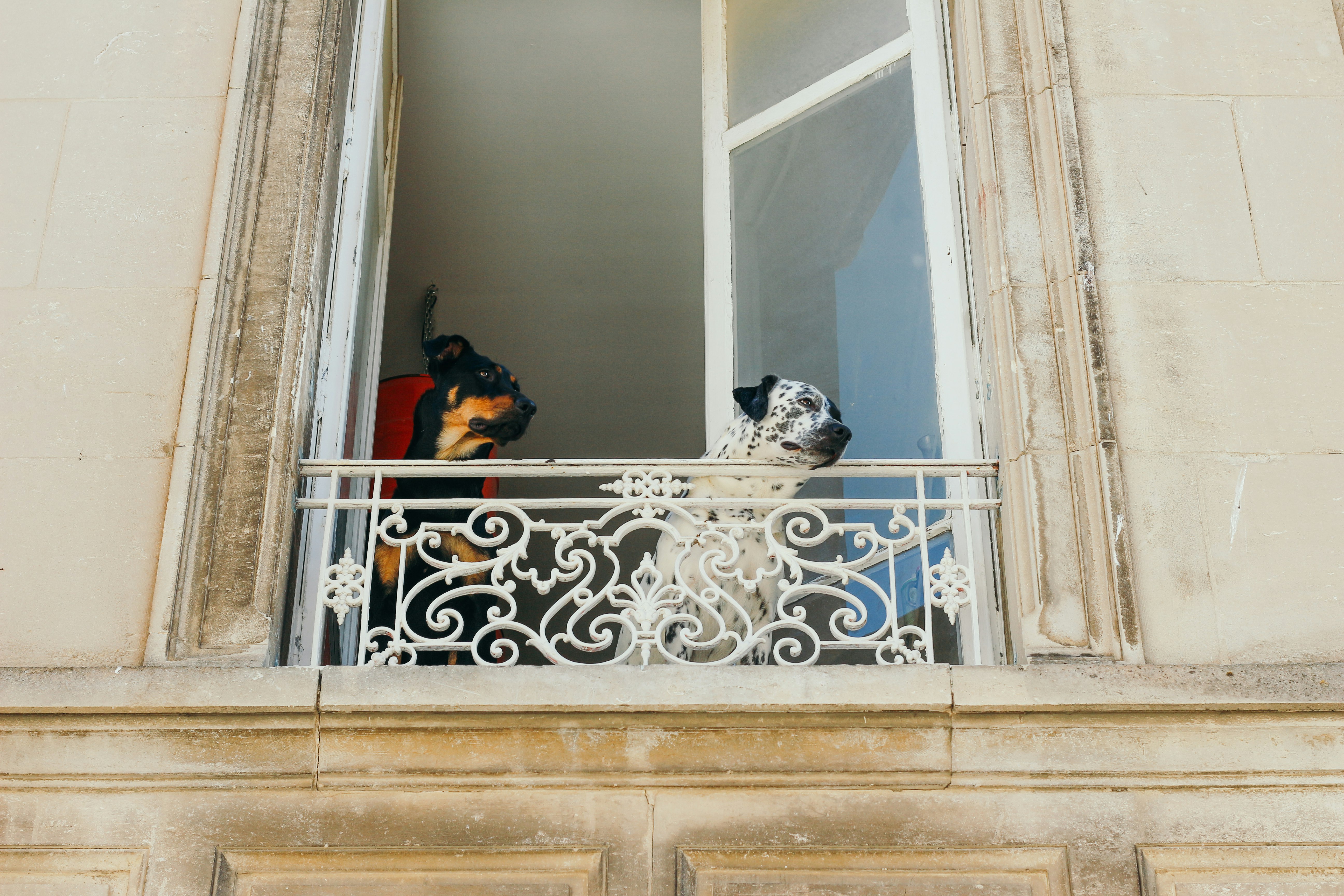 photo of two dogs near window